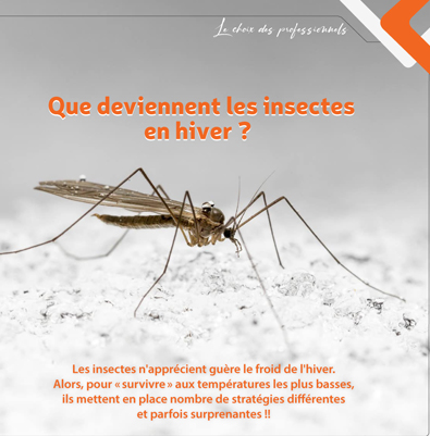 QUE DEVIENNENET LES INSECTES EN HIVER ?