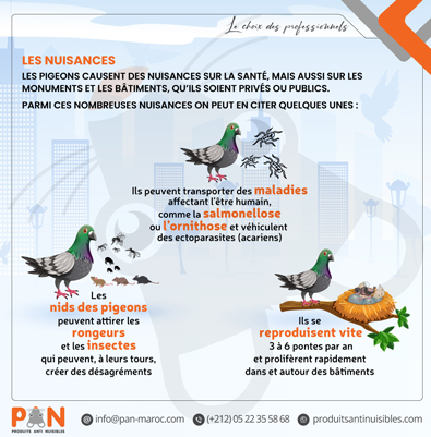 Les pigeons causent des nuisances sur la santé