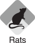 Rats