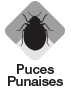 puces punaises