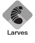 Larves